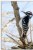 Downy Woodpecker