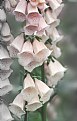 Picture Title - Pale Foxgloves