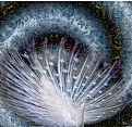 Picture Title - Cosmic Peacock