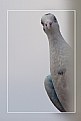 Picture Title - white_pigeon