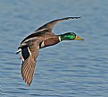 Picture Title - Mallard drake in Midflight