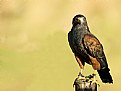 Picture Title - Hawk