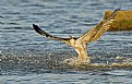 Picture Title - Osprey hunting