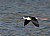 Black-necked Stilt