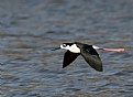 Picture Title - Black-necked Stilt