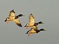 Picture Title - Mallards at sunset
