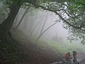 Picture Title - foggy forest