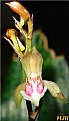 Picture Title - Orquídea IV