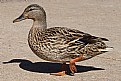 Picture Title - Duck