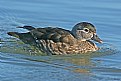 Picture Title - Wood Duck (F)