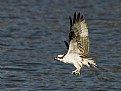 Picture Title - Osprey in flight