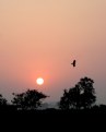 Picture Title - Agra Sunset