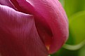 Picture Title - Tulip