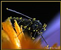 Picture Title - Pollination