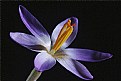 Picture Title - first crocus