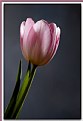 Picture Title - Tulip