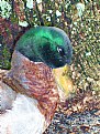 Picture Title - mallard