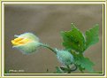 Picture Title - Seldane Poppy Bud