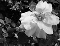 Picture Title - B&W Flower
