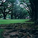 Picture Title - Oak Alley