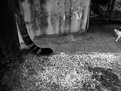 Picture Title - catstreet ~ a1122