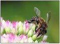 Picture Title - Sedum and bee....