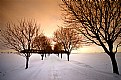 Picture Title - Winter Trees