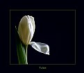 Picture Title - Tulipa