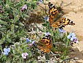 Picture Title - Pair of butterflies