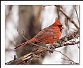Picture Title - Mr. Cardinal