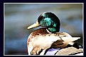 Picture Title - Duckback
