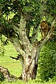 Picture Title - Lion in tree