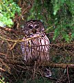 Picture Title - Brown Owl