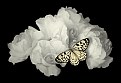 Picture Title - White Roses with Butterfly