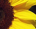 Picture Title - Sunflower Half