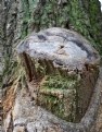 Picture Title - Tree Stump