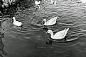Picture Title - ducks