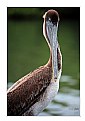 Picture Title - pelican