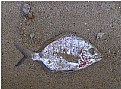 Picture Title - the dead fish