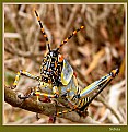 Picture Title - Elegant grasshopper nymph 