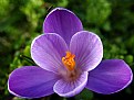 Picture Title - Crocus With A Bug On Top