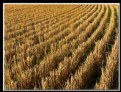 Picture Title - Harvested