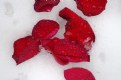 Picture Title - Rose Petals in Snow