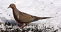 Picture Title - mourning dove