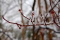 Picture Title - Dogwood Branch Under Ice