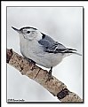 Picture Title - Nuthatch 2