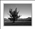 Picture Title - Tree portrait (9278)