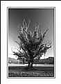 Picture Title - Tree portrait (9281)