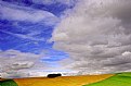 Picture Title - Island in The Corn