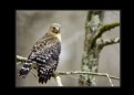 Picture Title - Red-shouldered Hawk